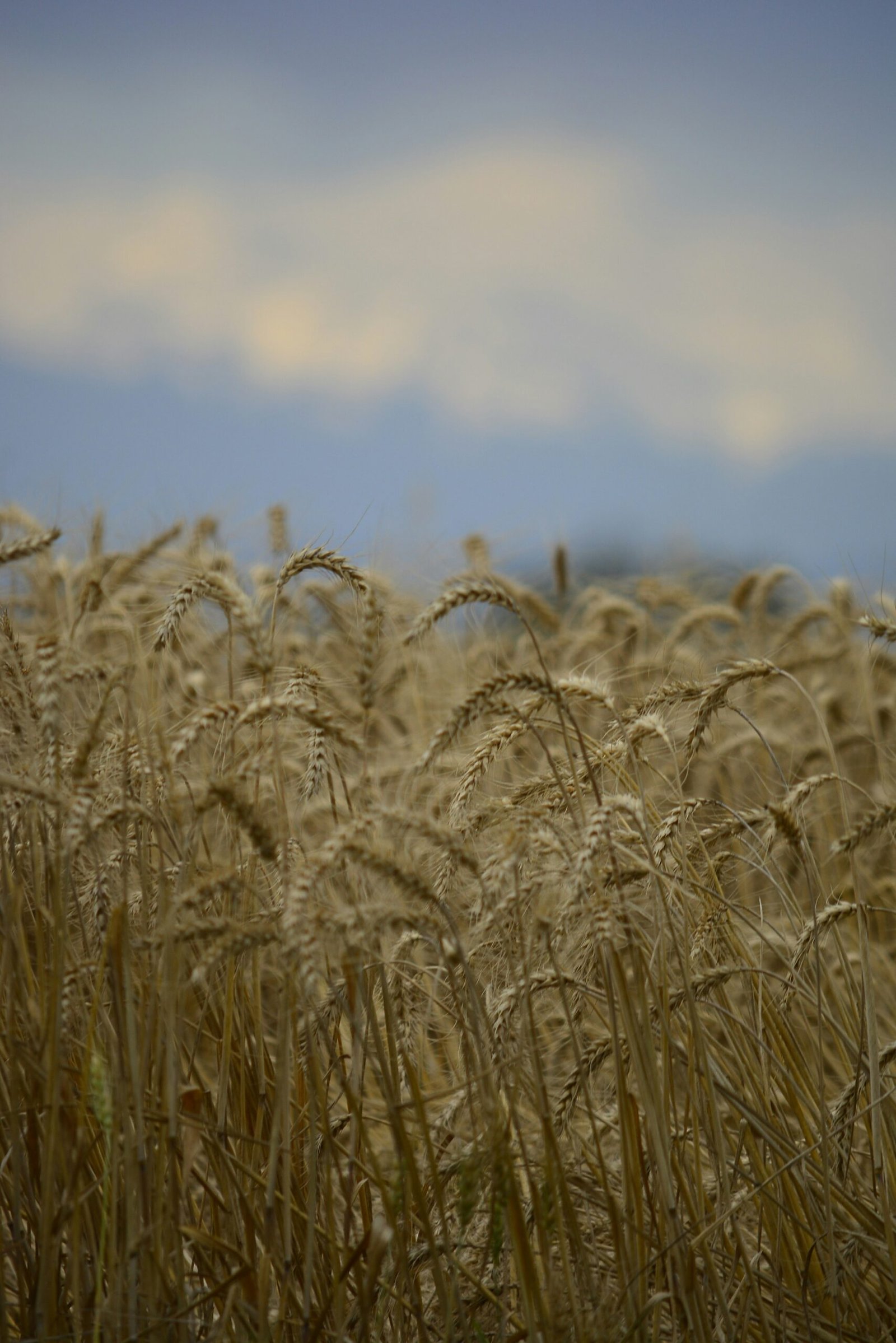 a field of wheat with a blue sky in the background