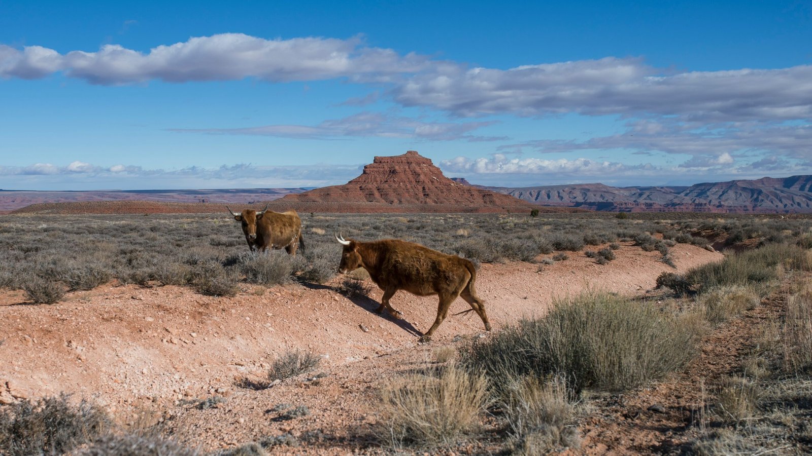 brown cow on brown field under blue sky during daytime